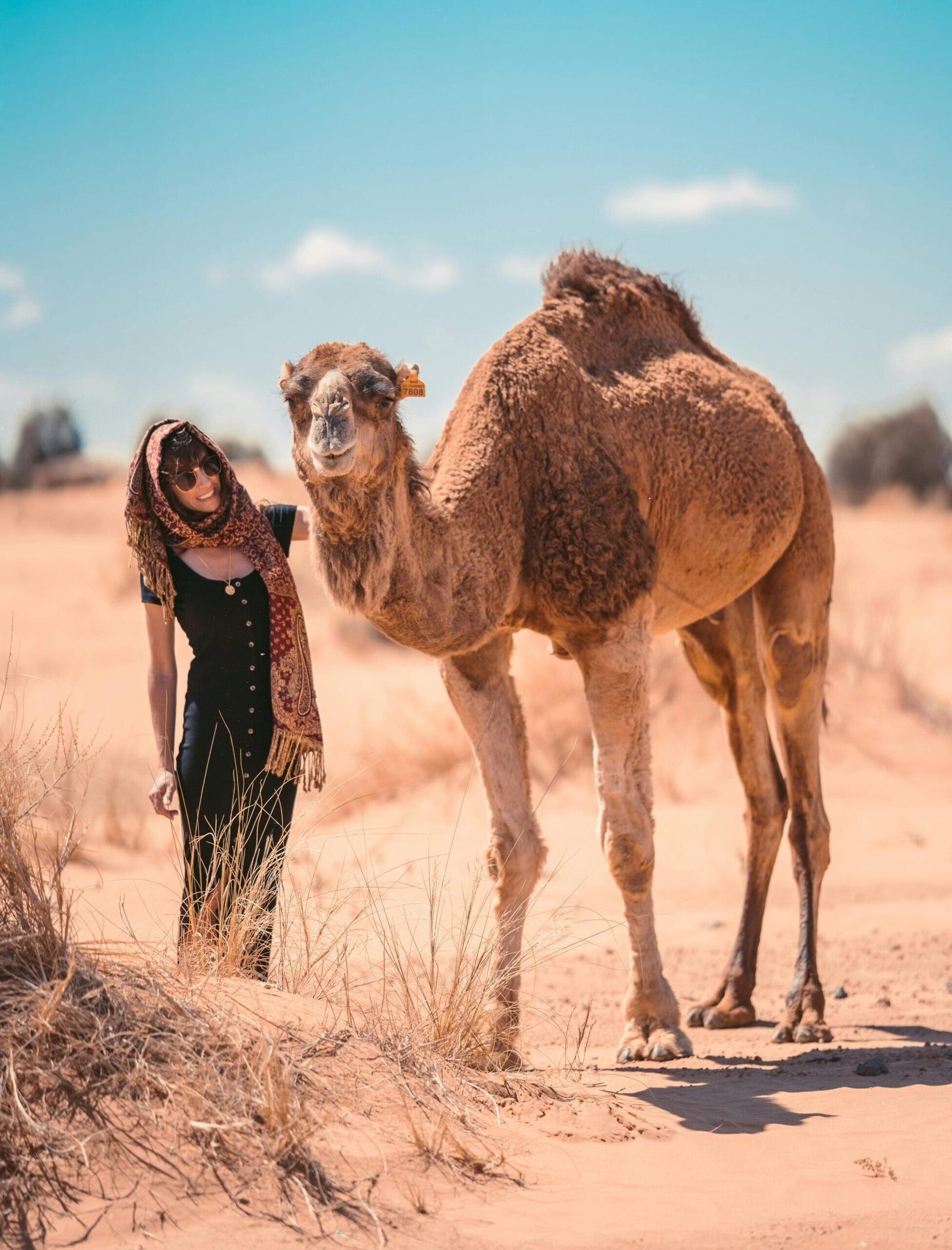 Camel Safari