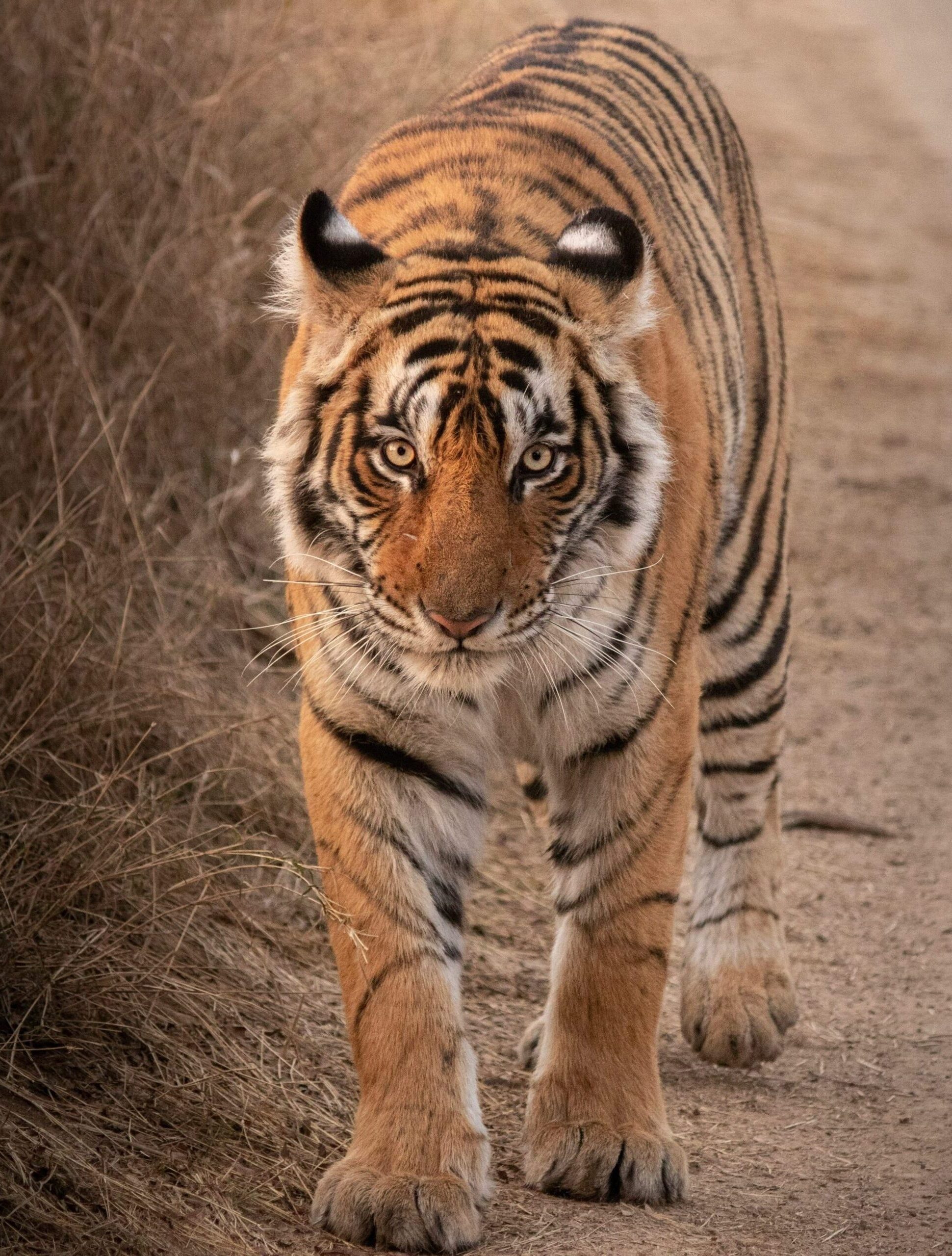 Bengal Tiger