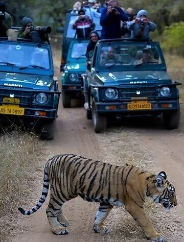 Wildlife Safari