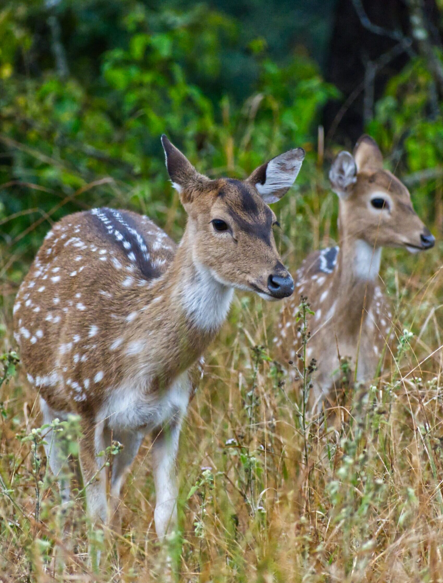 jim corbett (4)